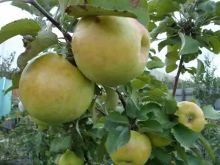 Сорт яблони Янтарное ожерелье (колоновидная)