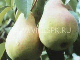 Сорт груши Нерусса