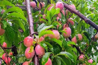 Сорт сливы китайской Лара 0