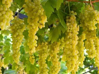 Сорт винограда Столетие