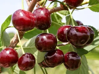 Сорт вишни Жуковская