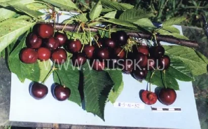 Сорт черешни Утро Кубани 0