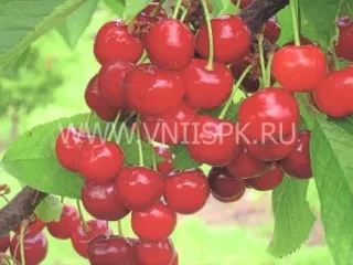 Сорт черешни Донецкий Уголек