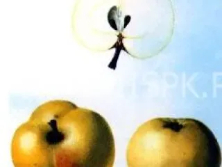 Сорт яблони Бабушкино
