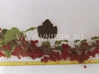 Сорт смородины красной Памятная (Смородина Красная)