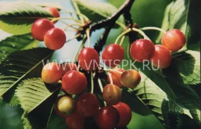Сорт черешни Венера (Черешня) 0