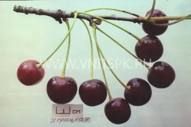 Сорт вишни Игрицкая 0