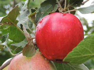 Сорт яблони Пепин шафранный