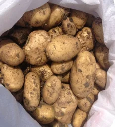 Сорт картофеля Импала 1