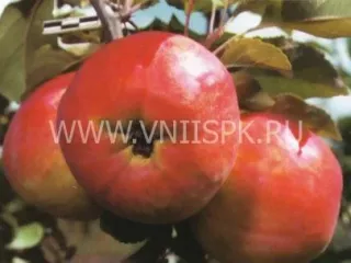 Сорт яблони Памяти Хитрово