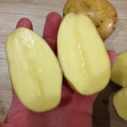 Сорт картофеля Зорачка 1