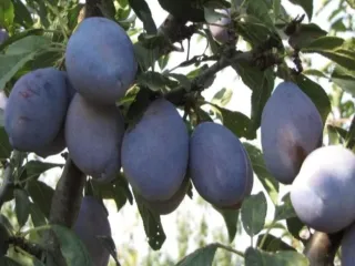 Сорт сливы домашней Голубая Мечта