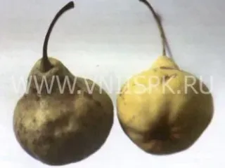 Сорт груши Волжская Осенняя