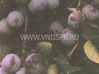 Сорт сливы домашней Баллада