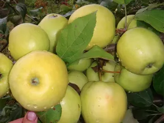 Сорт яблони Чудное