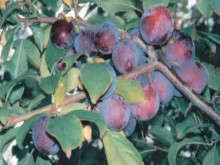 Сорт сливы китайской Иркутянка