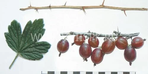 Сорт крыжовника Машека 0