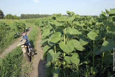 Вторая качка, жара