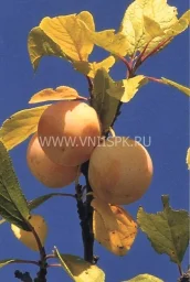 Сорт сливы домашней Ренклод Куйбышевский 0