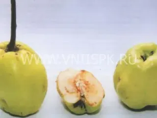Сорт айвы Ктюн-Жум (Зимняя Айва)