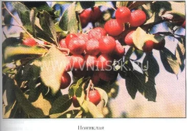 Сорт сливы китайской Пониклая 0
