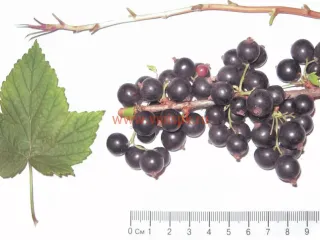 Сорт смородины черной Кармелита