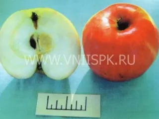 Сорт яблони Мажорное