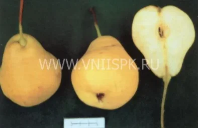 Сорт груши Астраханская Ранняя 0