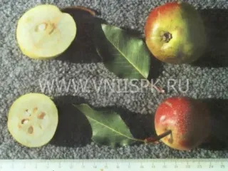 Сорт груши Повислая