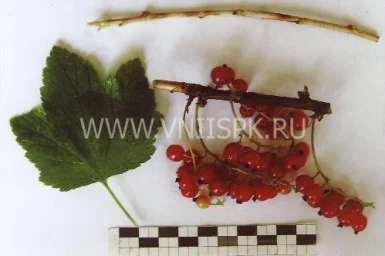 Сорт смородины красной Скороспелая (Ранняя Фаворской) 0