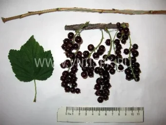 Сорт смородины красной Виксне (Красная Виксне, Вишнёвая Виксне) 0