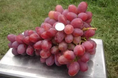 Сорт винограда Анюта 0