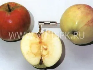 Сорт яблони Низкорослое