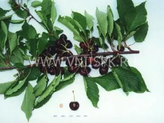 Сорт черешни Горянка (Черешня)