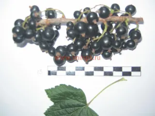 Сорт смородины черной Бычковская
