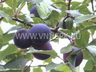Сорт сливы домашней Куйбышевская Синяя
