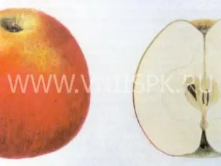 Сорт яблони Звездное
