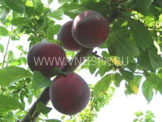 Сорт алычи Глобус (Алыча)