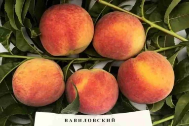 Сорт персика Вавиловский 0