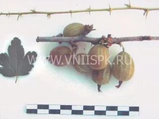 Сорт крыжовника Муромец