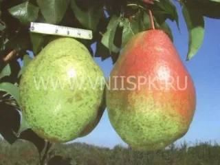 Сорт груши Гера (Груша)