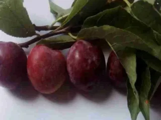 Сорт сливы китайской Шаровая