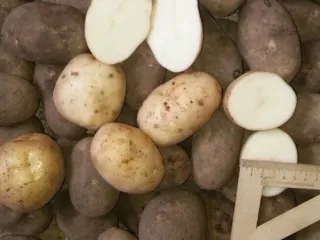 Сорт картофеля Янка