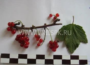 Сорт смородины красной Заря Заполярья 0