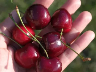 Сорт черешни Регина