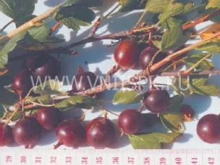 Сорт крыжовника Народный (Нарядный)
