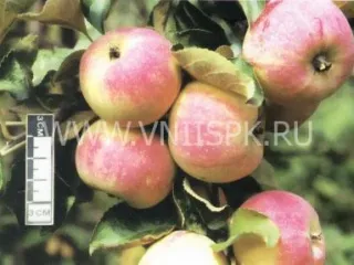 Сорт яблони Зимний Шафран