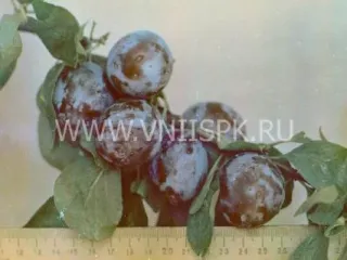 Сорт сливы домашней Волжская Ранняя