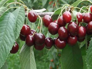 Сорт черешни Синявская