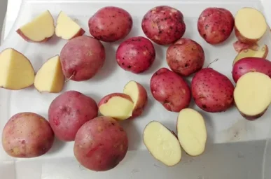Сорт картофеля Ароза 0
